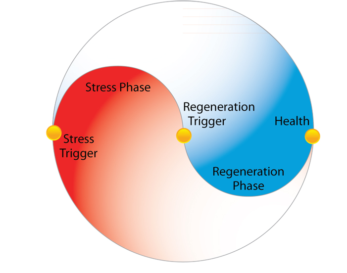 The Two Phases: Our Natural Rhythm of Health